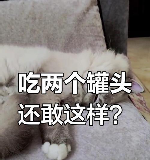 猫为什么喜欢吃罐头？（探究猫咪对罐头的偏爱及其原因）