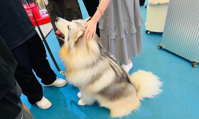 狗狗的毛色为何会突然变黑？（探究饮食对狗狗毛色的影响）