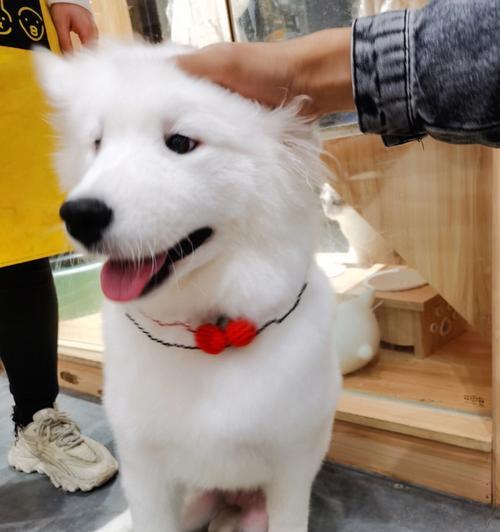 探索萨摩犬世界——微信群中的热爱与分享（与爱犬主人共同成长的群体）
