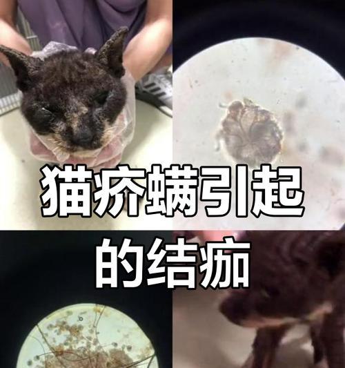 猫咪身上的结痂是怎样的？（探究猫咪身上的结痂形态与原因）