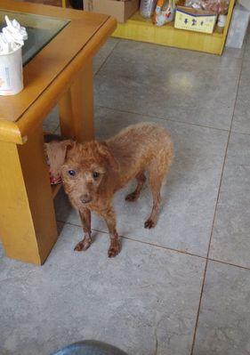 贵宾犬的毛变色之谜（探究贵宾犬毛发变色的原因及解决方法）