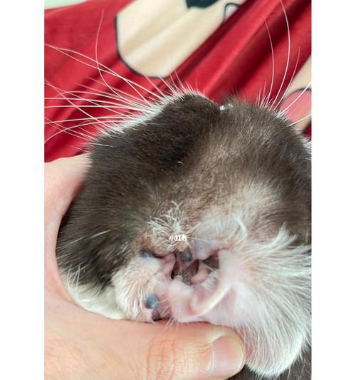 全黑猫为什么比较贵？（揭秘全黑猫的稀有性和神秘魅力）