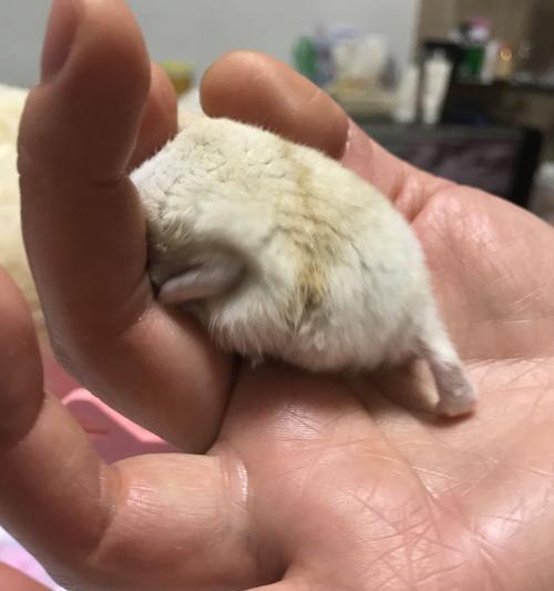仓鼠湿尾症状及预防措施（了解仓鼠湿尾的症状和有效预防方法，保护你的小宠物健康快乐）