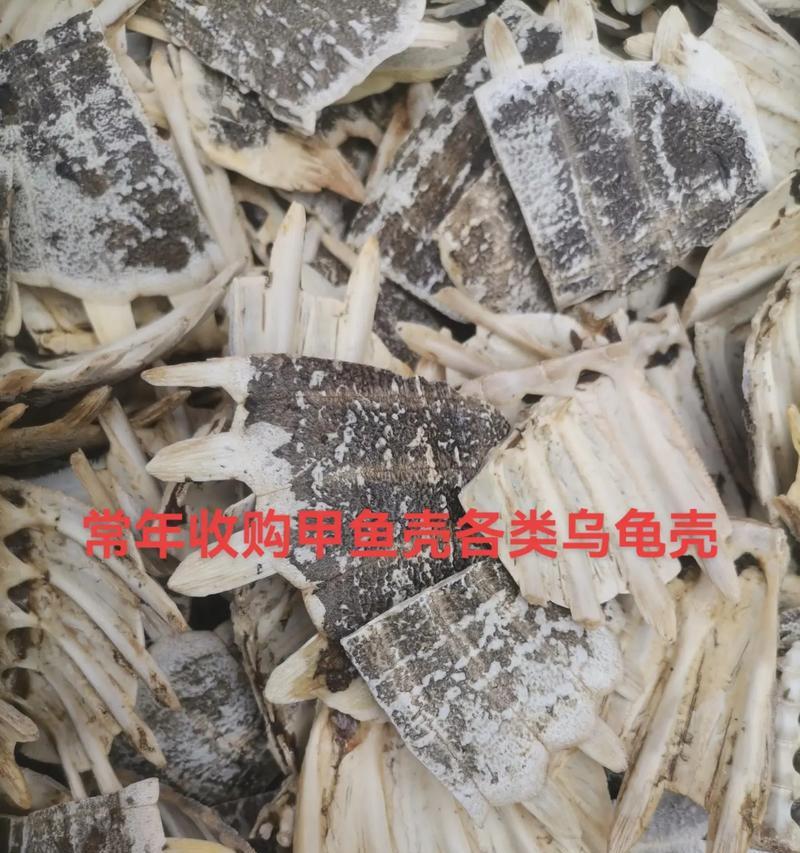 乌龟壳的硬度之谜（探究乌龟壳为何如此坚固）