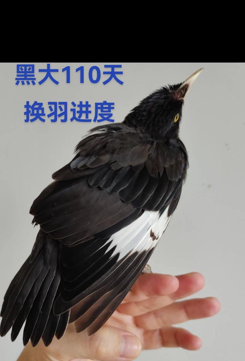 八哥鸟吐什么东西？（探秘八哥鸟的吐物组成及作用）