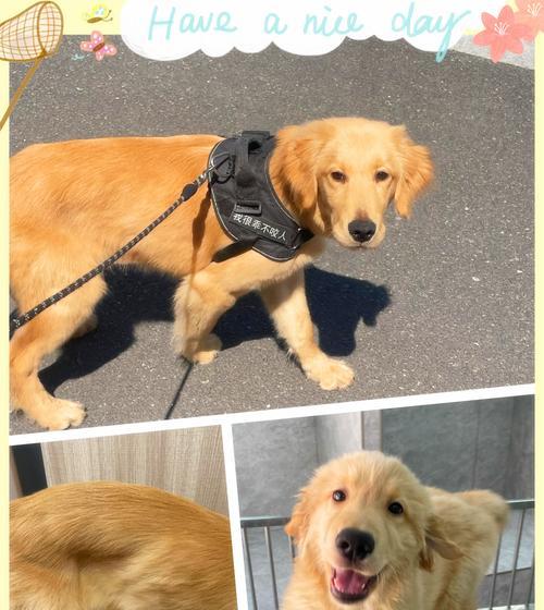 金毛犬公母之间的区别（欣赏金毛犬公母的美丽之处）