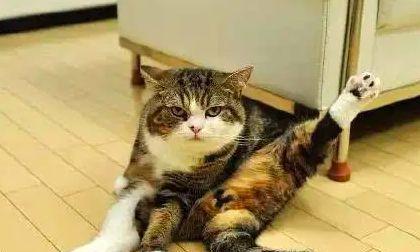 为什么狗狗会舔猫屁股？（探究狗狗舔猫屁股的原因和意义）