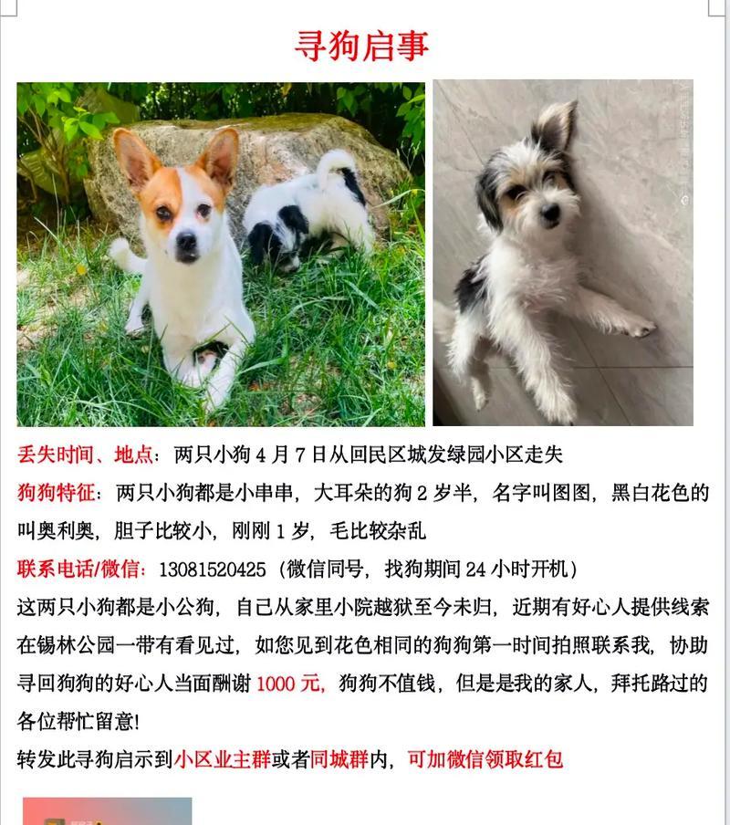 小狗狗如何选取一个好听的名字（15个以小狗狗叫什么名字好听的名字推荐）