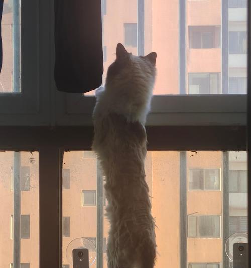 猫咪怕热的原因及应对方法（保护猫咪免受高温天气的伤害）