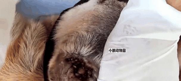 为什么俾虫喜欢狗耳朵？（揭秘俾虫对狗耳朵的迷恋之谜）