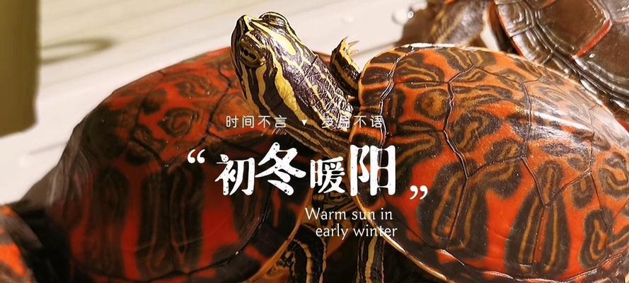 探究乌龟为何怕人（揭秘乌龟胆小的原因及其保护措施）