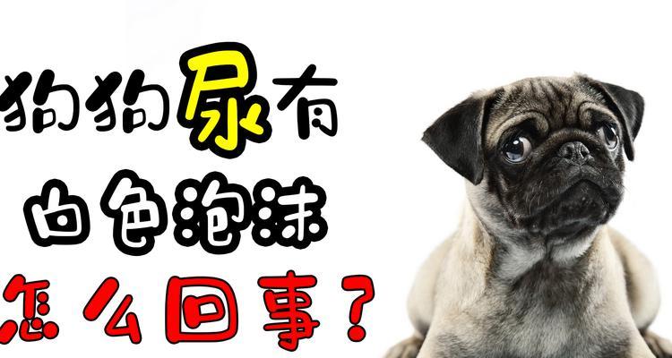 泰迪狗狗眼屎问题解决方法（清洁眼睛是关键！泰迪狗狗眼屎的原因及处理方法）