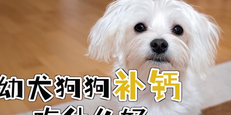 两岁狗狗的饮食需求（保持狗狗健康的关键）