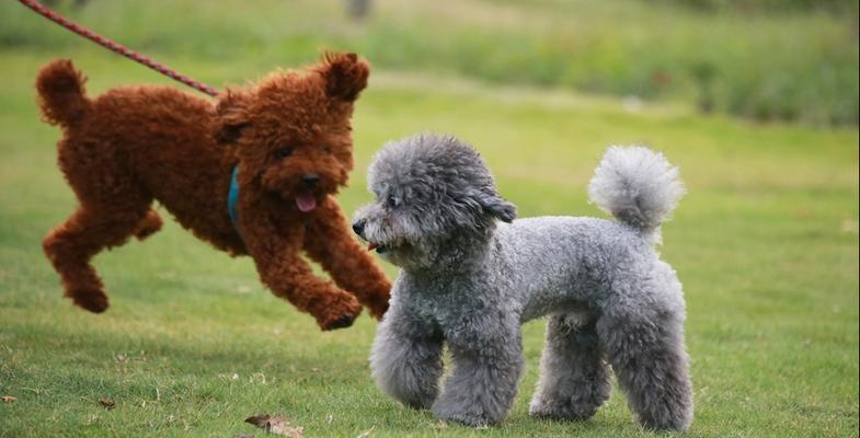 贵宾犬新生儿的关注要点（关爱和照料贵宾犬幼崽的重要事项）
