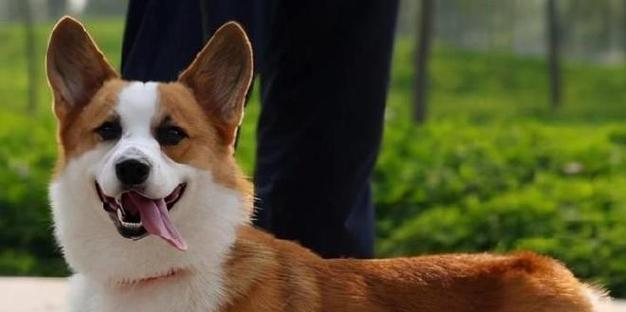 选择适合家养的狗狗（如何挑选适合家庭的宠物犬）