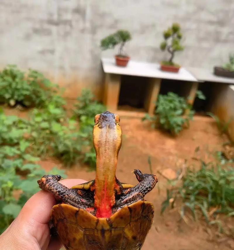地龟科的龟的特点及适应能力（探索地龟科的龟的生态及生活习性）