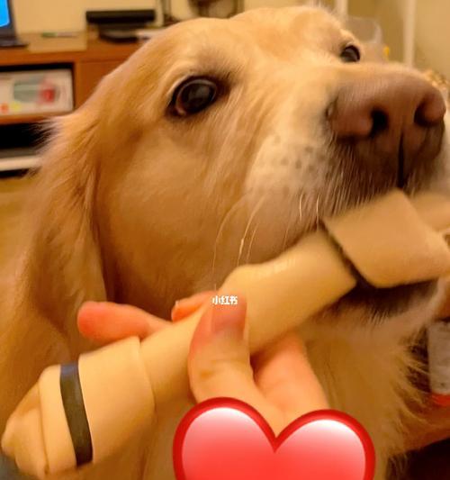 金毛幼犬的骨头食谱（为你的金毛宝宝提供健康的骨头食物）