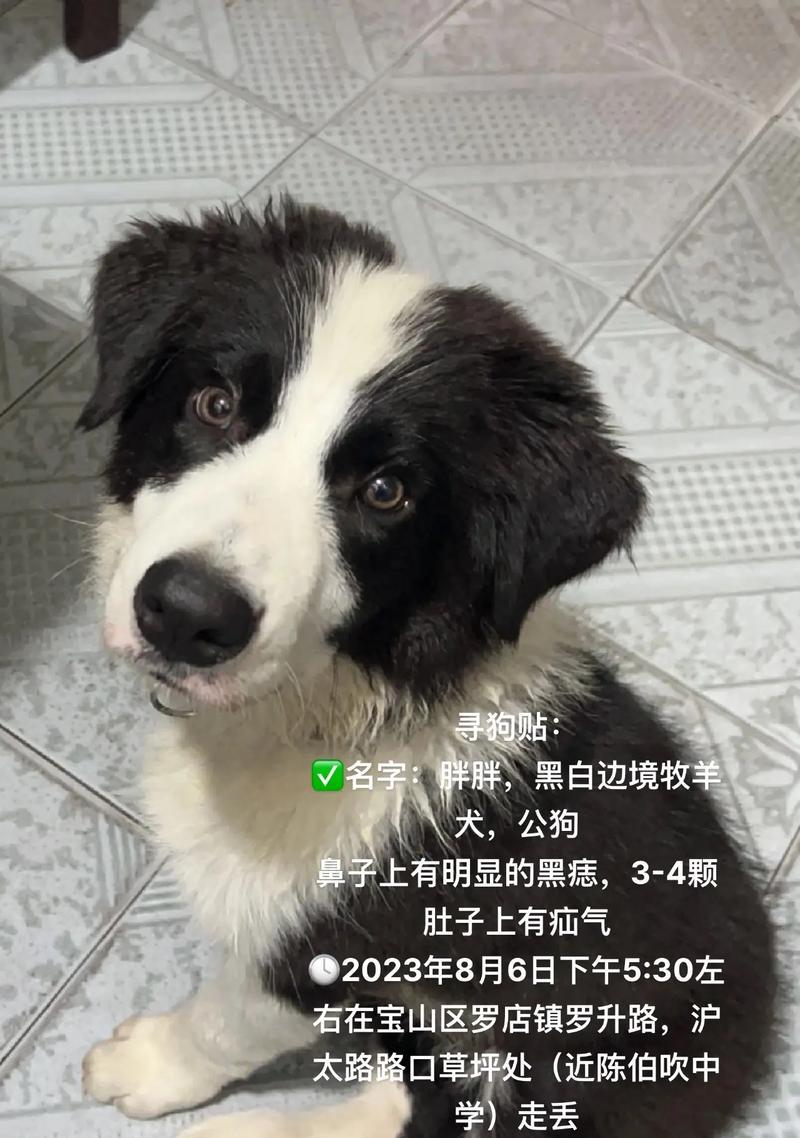 如何给你的狗狗取一个合适的名字（探索一个恰当而独特的名字，让你的狗狗脱颖而出）