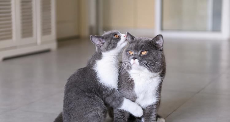英国短毛猫（了解英国短毛猫的特点及其养殖要点）