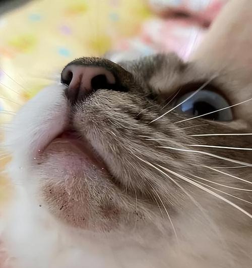 揭秘猫牙齿黑黑的奥秘（探寻猫牙齿变黑的原因及应对方法）