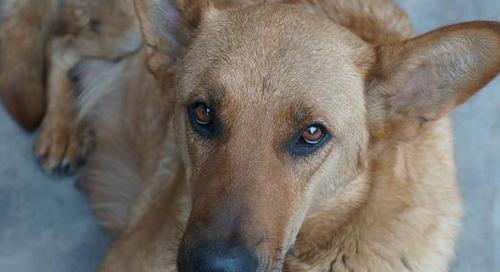 声音异常和犬叫一样的疾病调查（探究声音异常引发的疾病及其治疗措施）