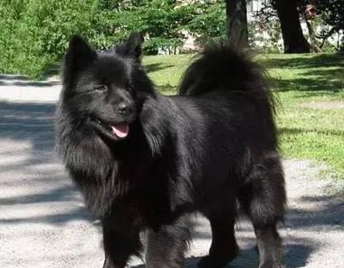 萨摩犬的呕吐与腹泻问题（探究萨摩犬频繁呕吐与腹泻的原因及处理方法）