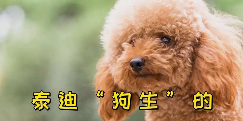 泰迪狗生完应以什么为主食？（从营养需求到食物选择，为您的母狗提供最佳饮食。）