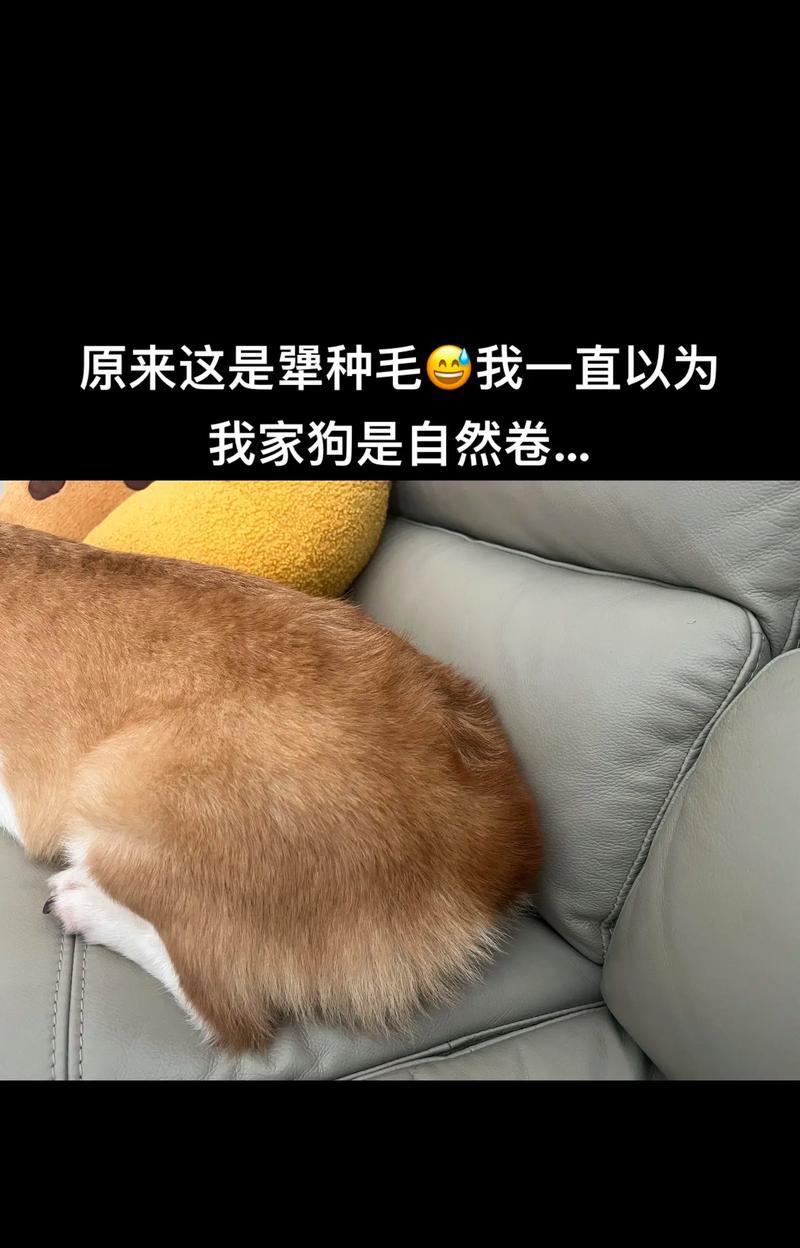 柯基狗为何开始掉毛？（了解柯基狗毛发掉落的原因及应对措施）