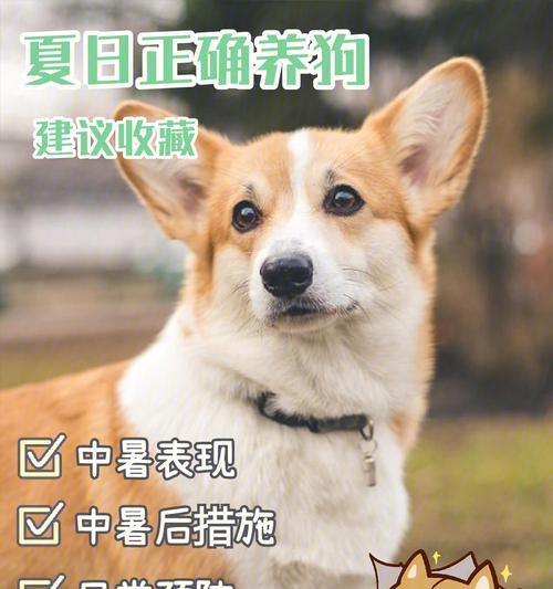 急救措施——帮助重度中暑的狗狗恢复健康（了解狗狗中暑症状及其处理方法，让你的爱宠安全度夏）
