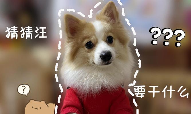狗狗何时认主人？（揭秘狗狗与主人之间的特殊纽带）