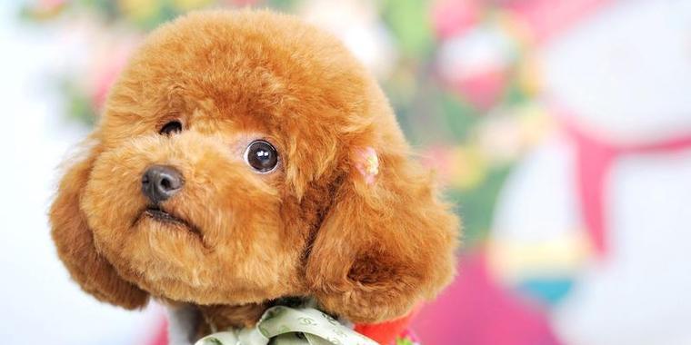 泰迪犬毛色褪色原因及解决方法（探究泰迪犬毛色掉色现象的成因及有效的预防措施）