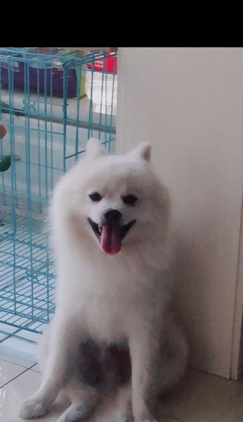 黄白色长毛狗的魅力与品种特征（探索黄白色长毛狗的可爱与独特之处）