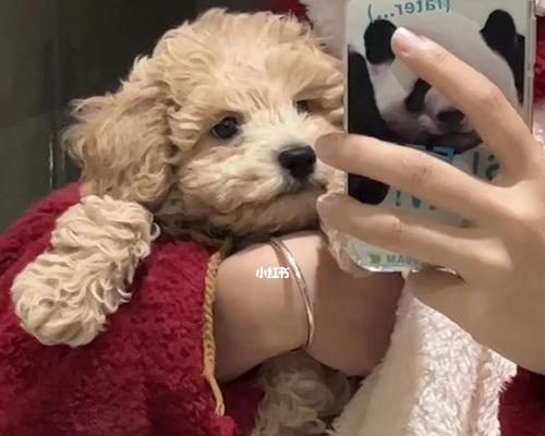 三个月的泰迪（探索泰迪从婴儿到成年的成长之旅）