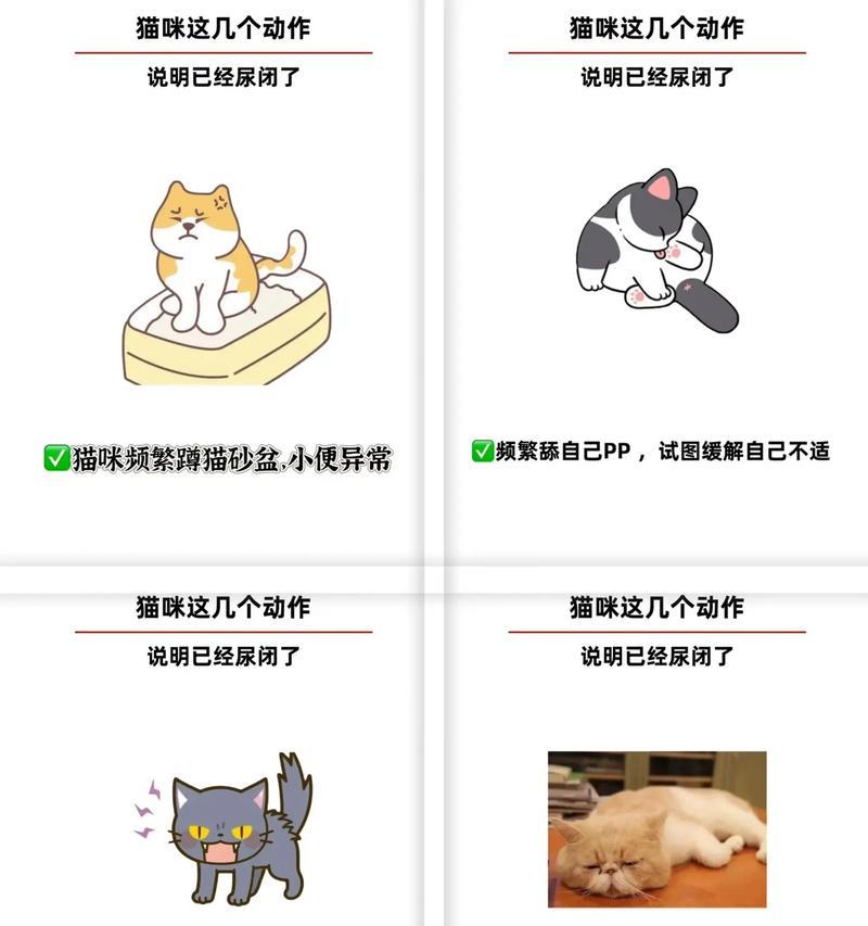如何调节猫咪的食欲？（15种方法帮助你的猫咪保持良好的食欲）