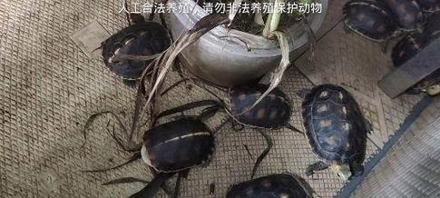 以黄缘为主的开食新概念（探索黄缘的独特魅力与美食创新）