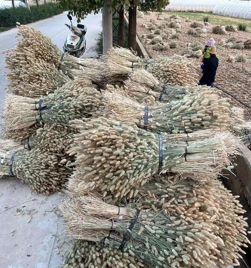 兔子草的生长周期及其应用价值（探究兔子草的种植特点和草地保护功能）
