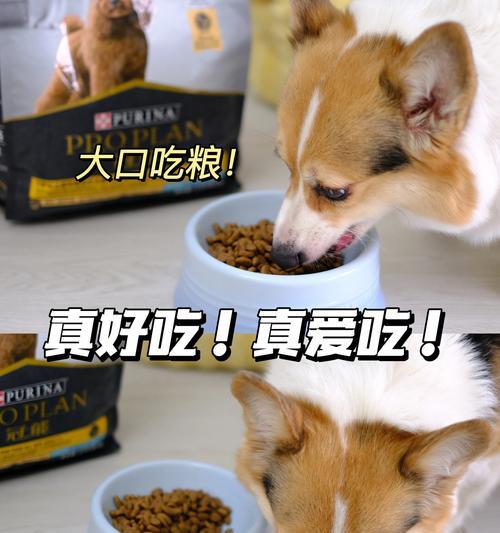 老龄犬的饮食需求及适宜狗粮选择（老年犬的健康福利和正确狗粮品牌推荐）