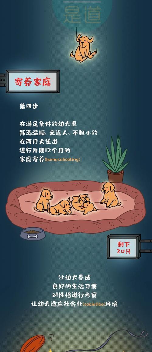 导盲犬寄养的重要性（为何导盲犬需要寄养？寄养可以给导盲犬带来哪些好处？）
