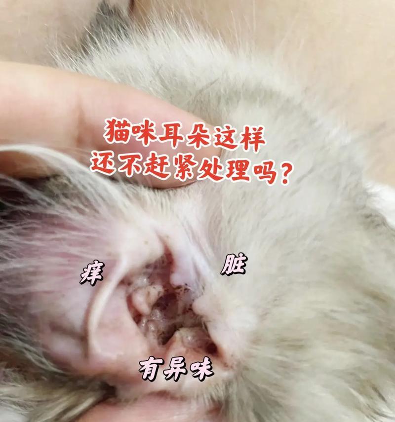 狗的耳螨（了解狗耳螨，保护你的爱宠）