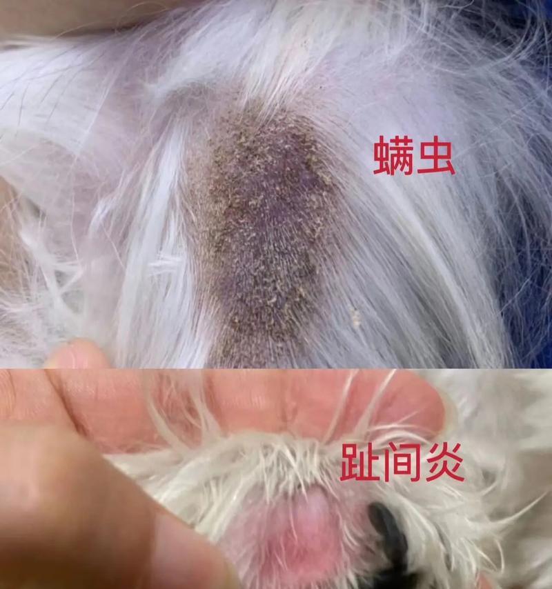 治疗狗狗真菌感染的有效涂抹药物（选择合适的涂抹药物，帮助狗狗战胜真菌感染）