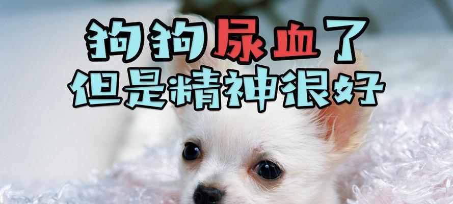 小狗尿道炎的症状及预防措施（了解小狗尿道炎，关爱毛孩健康）