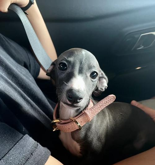 以刚满月的格力犬喂什么？（为你的刚满月的格力犬提供正确的饮食）