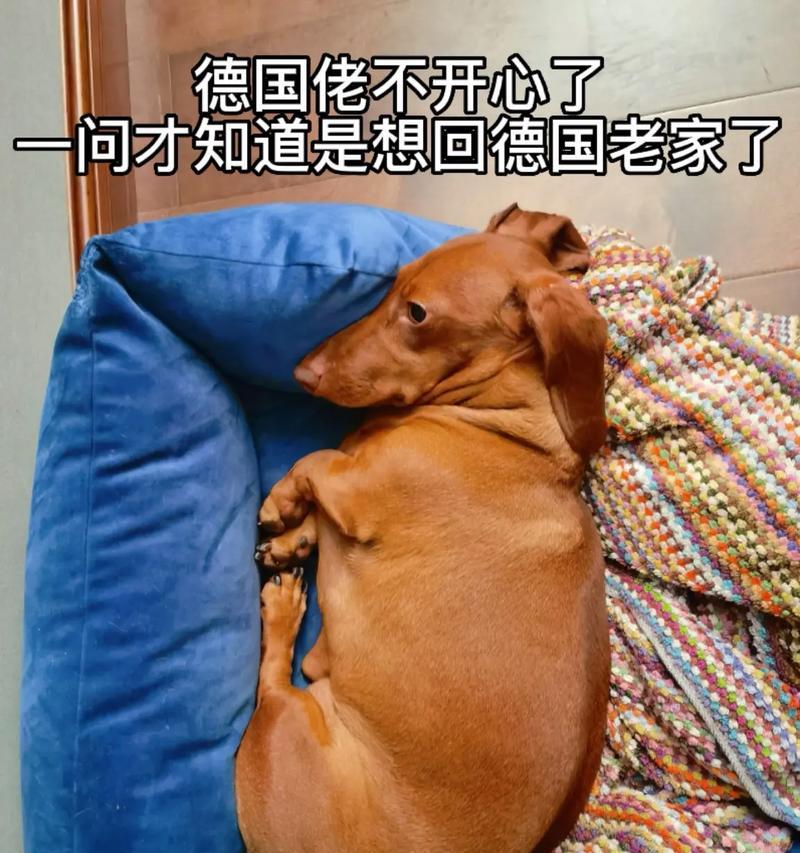 狗爱抖耳朵的原因揭秘（探索狗为何喜欢抖动耳朵的神秘内情）