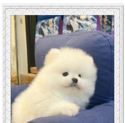 探秘博美换毛的奥秘（了解博美毛发换新周期及保养技巧）