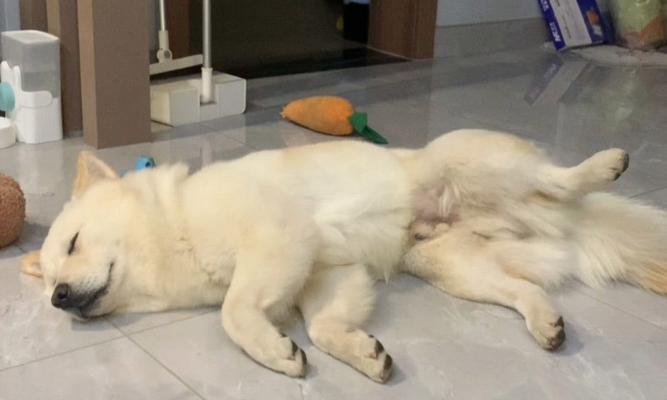 狗狗突然蹬腿，可能患有的疾病（突发的蹬腿行为可能是中枢神经系统疾病引起的）