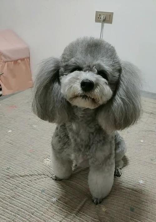 以马克西姆斯基菌感染犬类的研究（探索犬类感染马克西姆斯基菌的原因及预防方法）