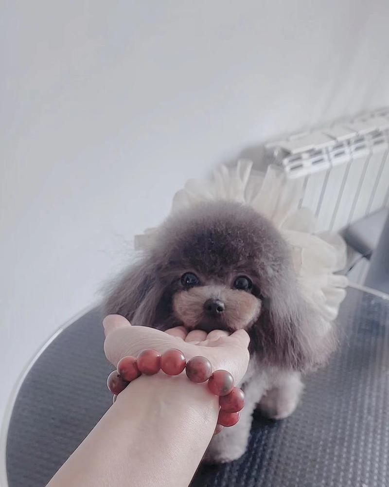 以泰迪成年了，喂什么？（泰迪犬成年后的饮食需求与注意事项）