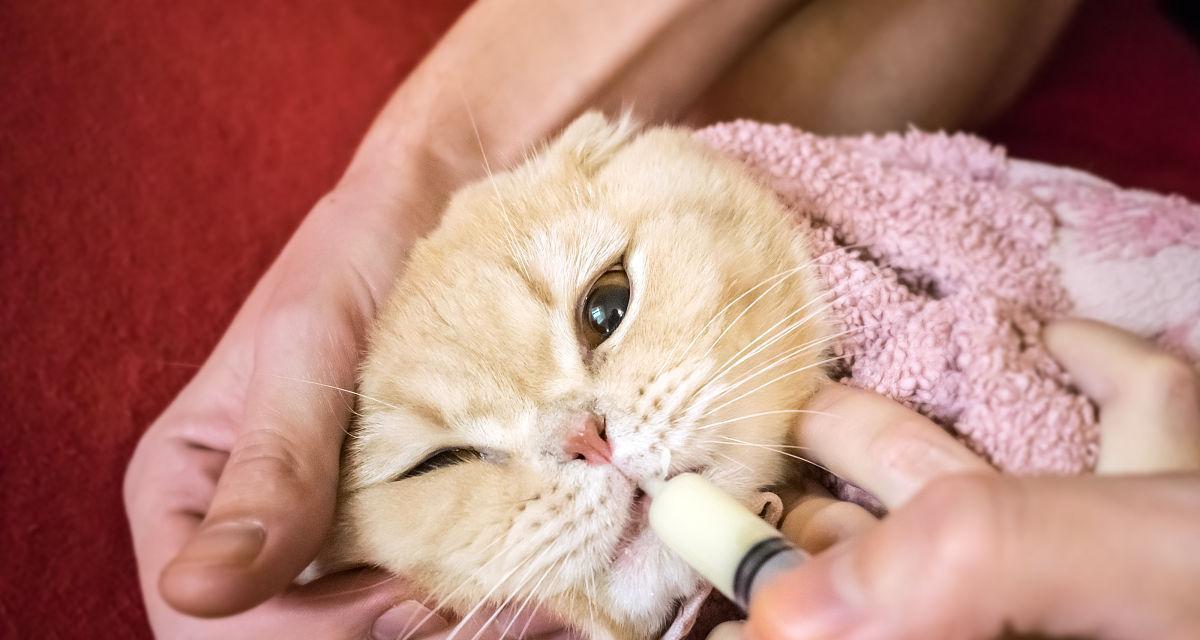 猫猫吃药的正确喂养方法（以什么水喂猫猫吃药更好？）