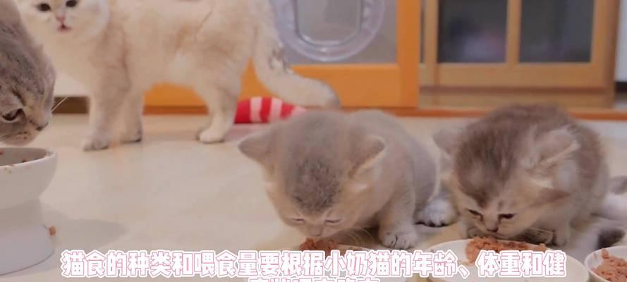 奶猫饮食宜食的水果蔬菜指南（了解奶猫饮食需求，选择适合的水果蔬菜）
