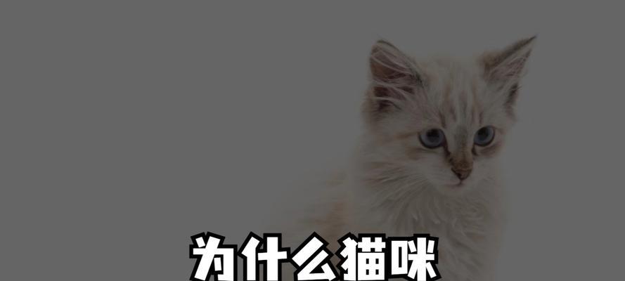 猫为什么会撅屁股？（探究猫咪撅屁股的原因及意义）